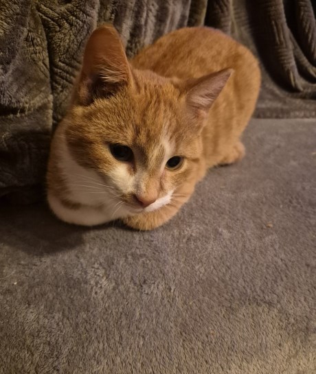 Kat Europese korthaar of huiskat