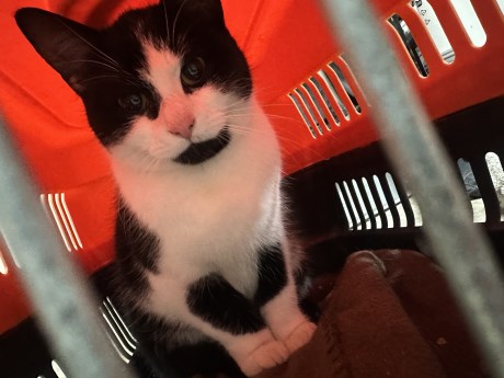 Kat Europese korthaar of huiskat