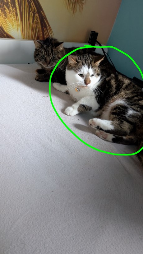 Kat Europese korthaar of huiskat