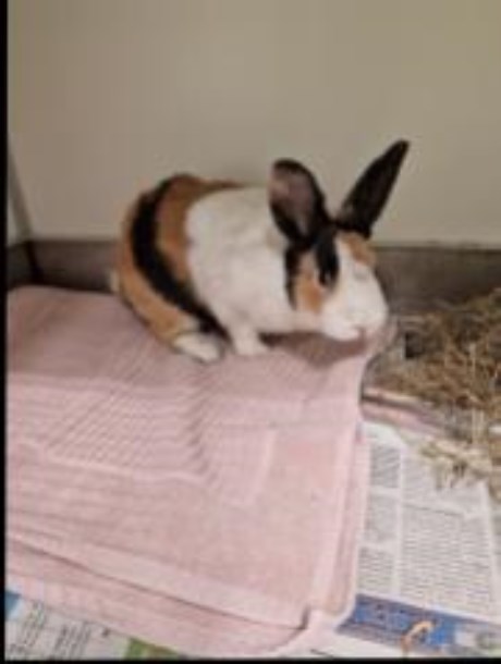 Knaagdier / Haasachtige Konijn