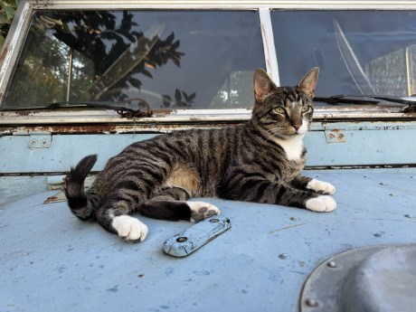 Kat Europese korthaar of huiskat