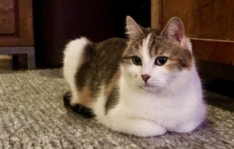 Kat Europese korthaar of huiskat