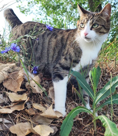 Kat Europese korthaar of huiskat