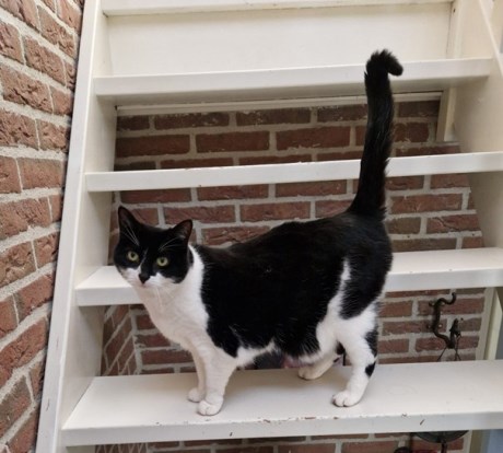 Kat Europese korthaar of huiskat