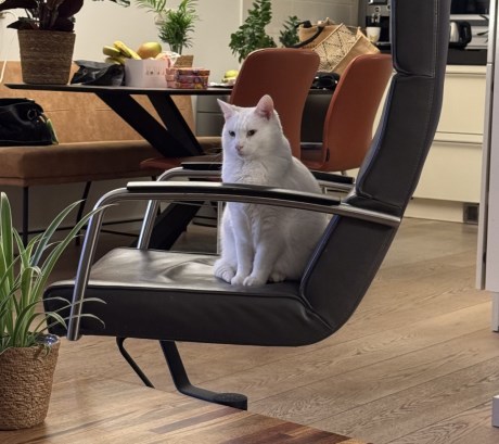 Kat Europese korthaar of huiskat