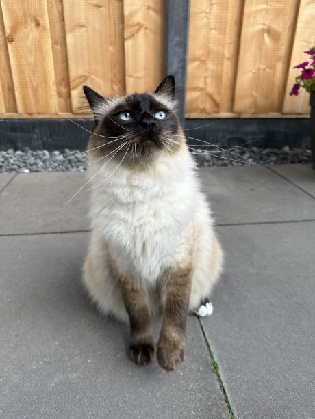 Kat Heilige Birmaan X