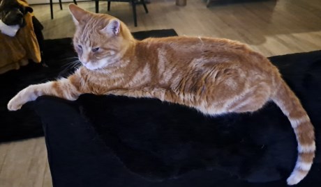 Kat Europese korthaar of huiskat