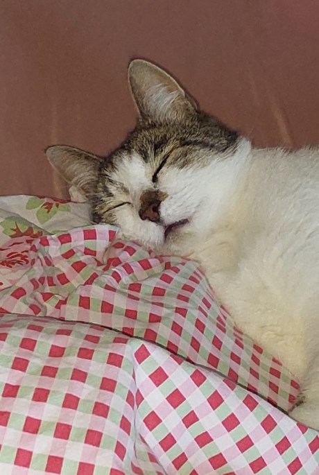 Kat Europese korthaar of huiskat