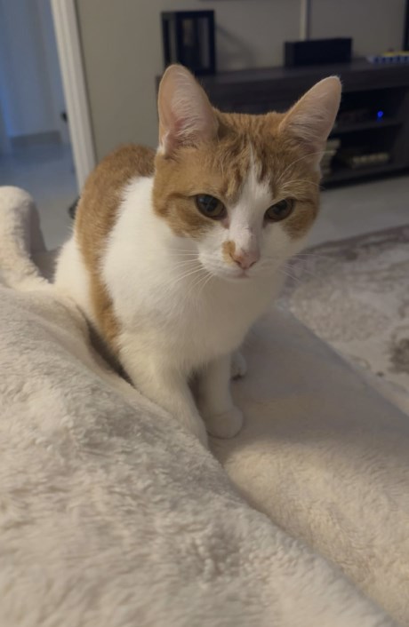 Kat Europese korthaar of huiskat