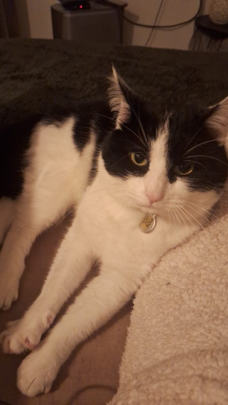 Kat Europese korthaar of huiskat