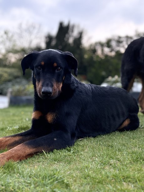 Hond Beauceron