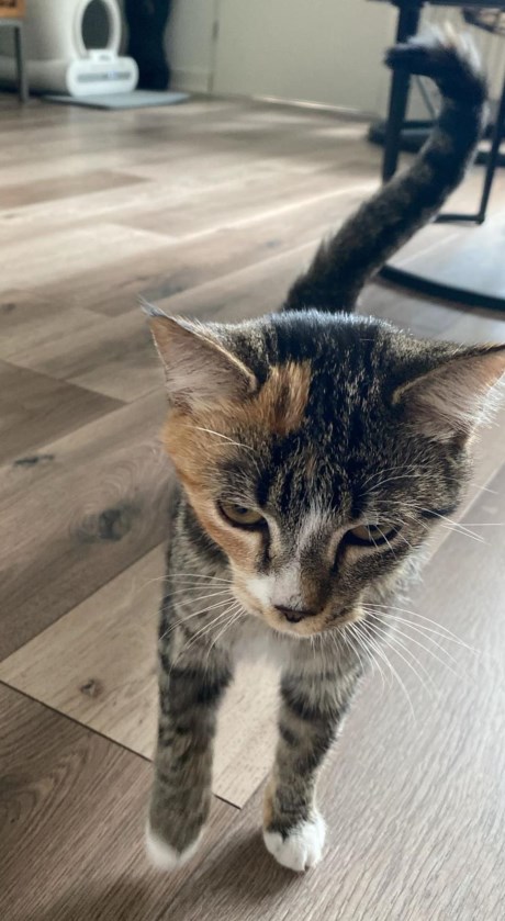 Kat Europese korthaar of huiskat