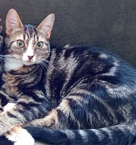 Kat Europese korthaar of huiskat