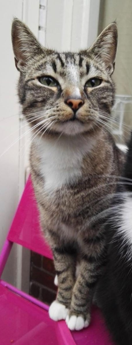 Kat Europese korthaar of huiskat