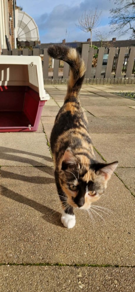 Kat Europese korthaar of huiskat