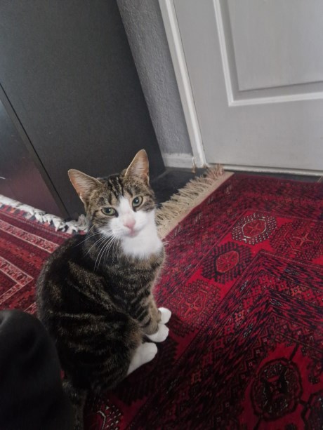 Kat Europese korthaar of huiskat