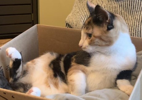 Kat Europese korthaar of huiskat