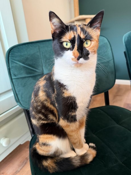 Kat Europese korthaar of huiskat