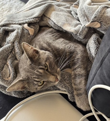 Kat Europese korthaar of huiskat