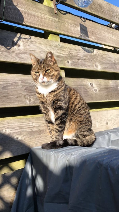 Kat Europese korthaar of huiskat