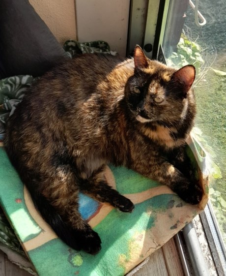 Kat Europese korthaar of huiskat