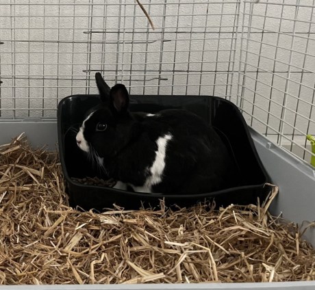 Knaagdier / Haasachtige Konijn