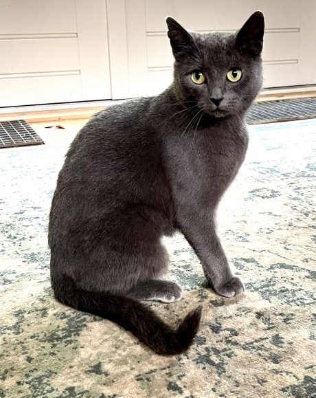 Kat Europese korthaar of huiskat