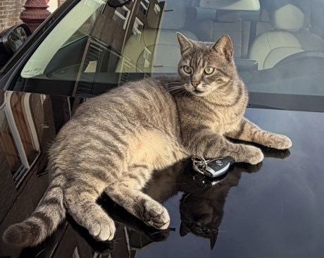 Kat Europese korthaar of huiskat