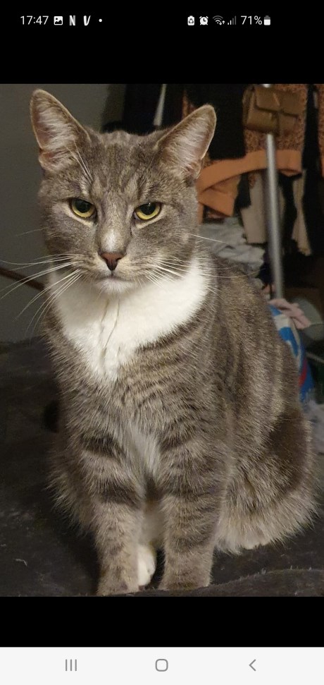 Kat Europese korthaar of huiskat