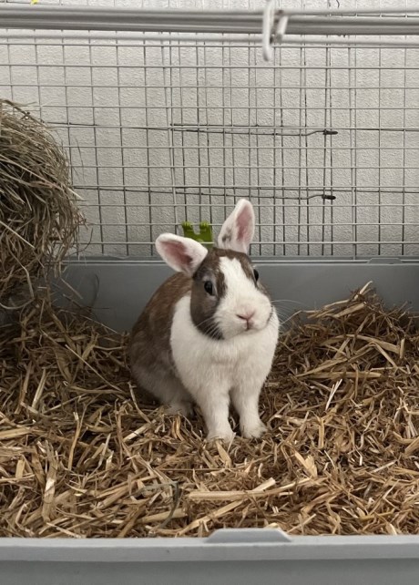 Knaagdier / Haasachtige Konijn