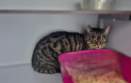 Kat Europese korthaar of huiskat