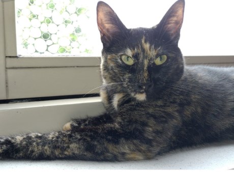 Kat Europese korthaar of huiskat