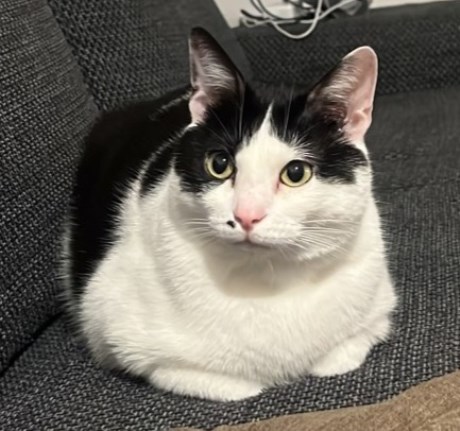 Kat Europese korthaar of huiskat