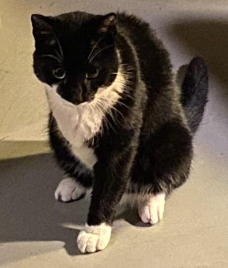 Kat Europese korthaar of huiskat