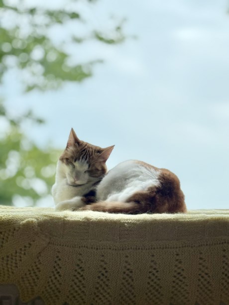 Kat Europese korthaar of huiskat