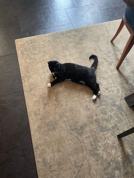 Kat Europese korthaar of huiskat