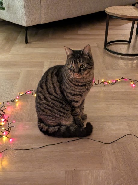 Kat Europese korthaar of huiskat