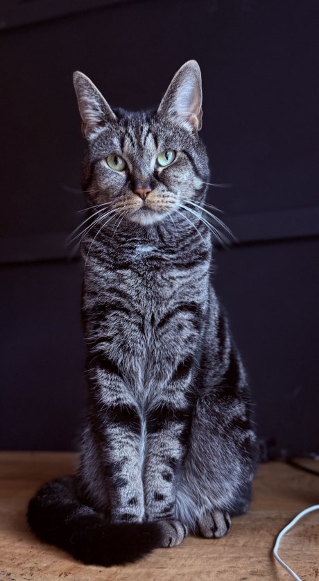 Kat Europese korthaar of huiskat