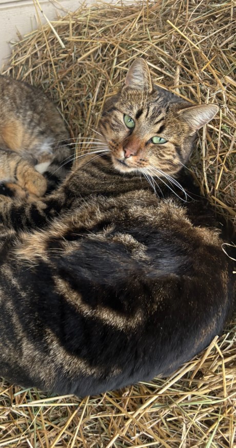 Kat Europese korthaar of huiskat