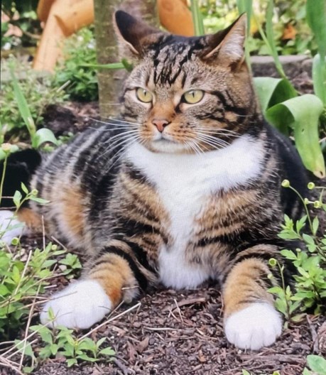 Kat Europese korthaar of huiskat