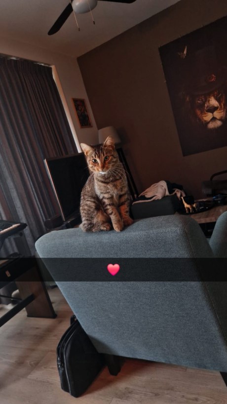 Kat Europese korthaar of huiskat