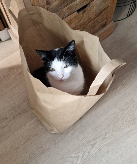 Kat Europese korthaar of huiskat