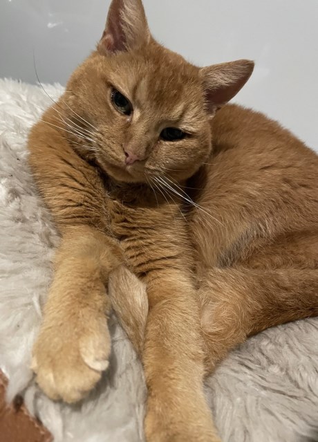 Kat Europese korthaar of huiskat