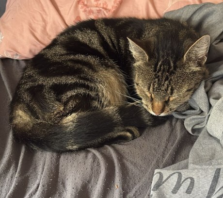 Kat Europese korthaar of huiskat