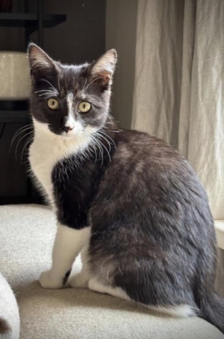 Kat Europese korthaar of huiskat