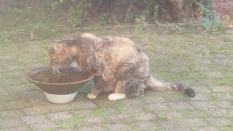 Kat Europese korthaar of huiskat