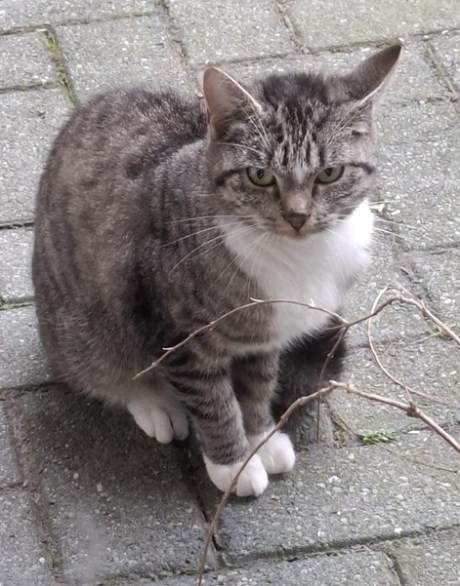 Kat Europese korthaar of huiskat