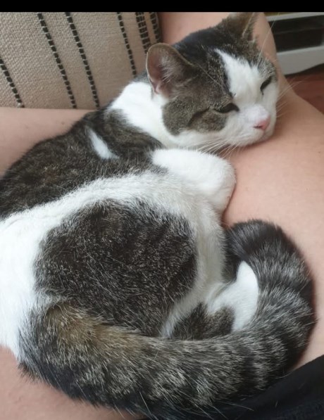 Kat Europese korthaar of huiskat