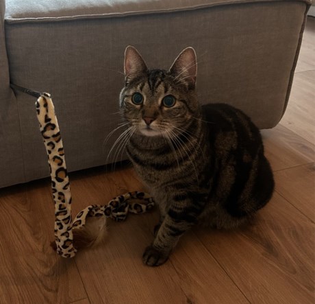 Kat Europese korthaar of huiskat