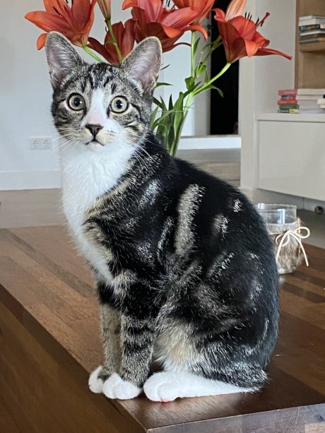 Kat Europese korthaar of huiskat